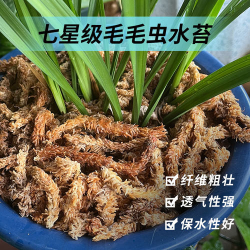 智利进口水苔蝴蝶兰专用兰花土石斛毛毛虫水苔植料干苔藓乌龟冬眠 - 图0