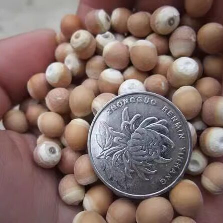 【阿静磨坊】现磨纯熟芡实粉鸡头米粉250g - 图0