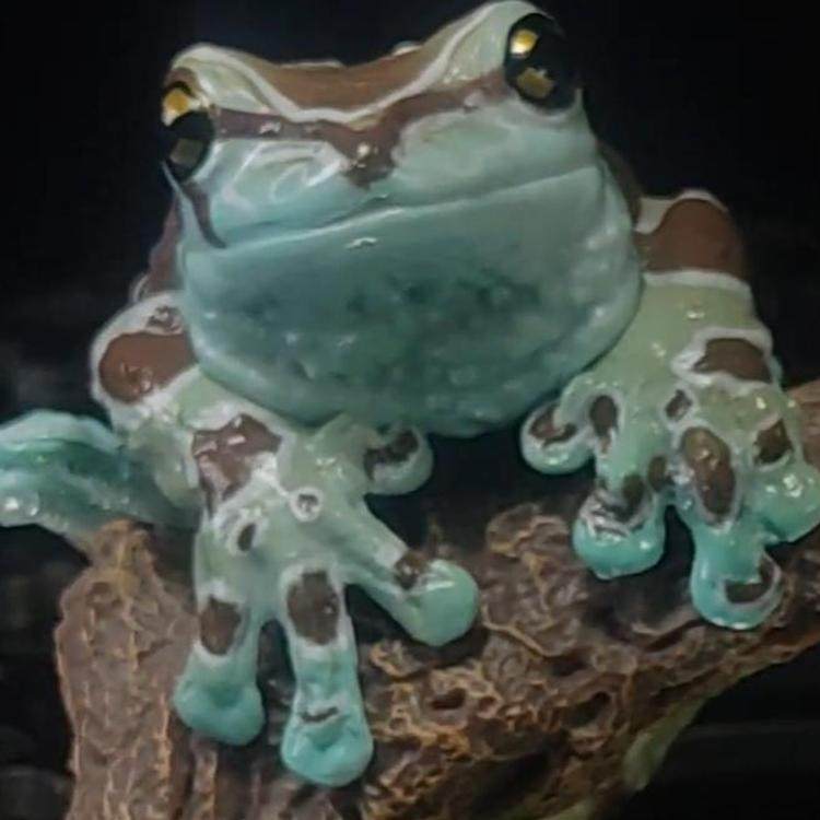 现货万代日本正版 生物大图鉴 树蛙 牛奶树蛙 青蛙 指环 手办扭蛋,淘宝优惠券,粉丝福利购,淘宝优惠卷