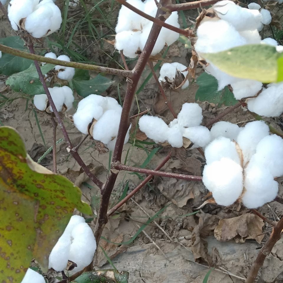 带籽棉花未加工一级散装棉花农家自产保真纯棉花婚庆生子用棉花 - 图1