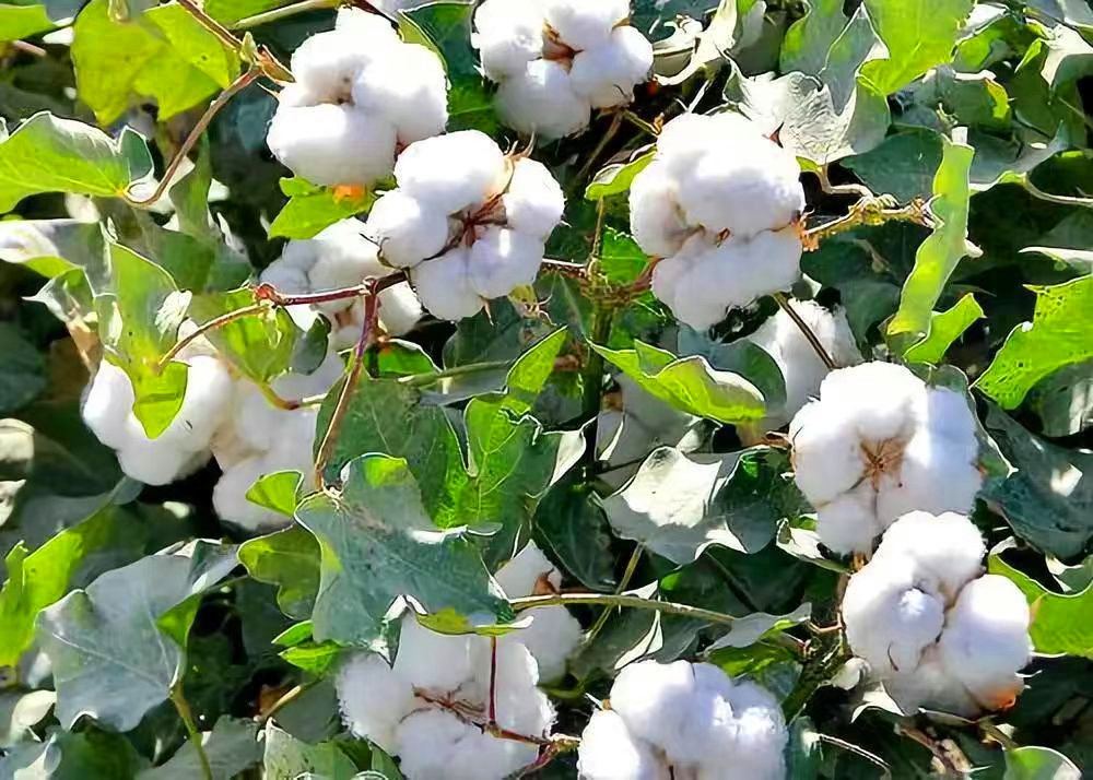 带籽棉花未加工棉花结婚生子用棉花今年现摘农家自产棉花朵包邮-图2