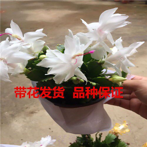 黄色蟹爪兰黄金蟹爪兰带花苞盆栽金媚索菲亚包品种 - 图3