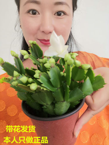 黄色蟹爪兰黄金蟹爪兰带花苞盆栽金媚索菲亚包品种 - 图2