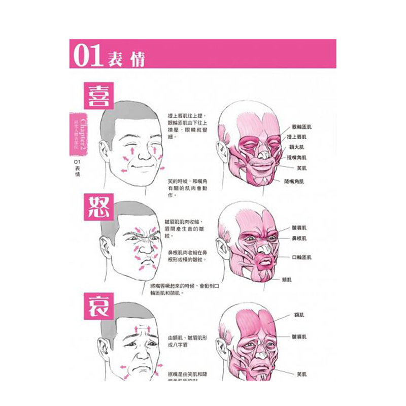 【现货】台版人体解剖图精准画出人物姿势彩色图解艺术绘画类书籍三悦文化-图3