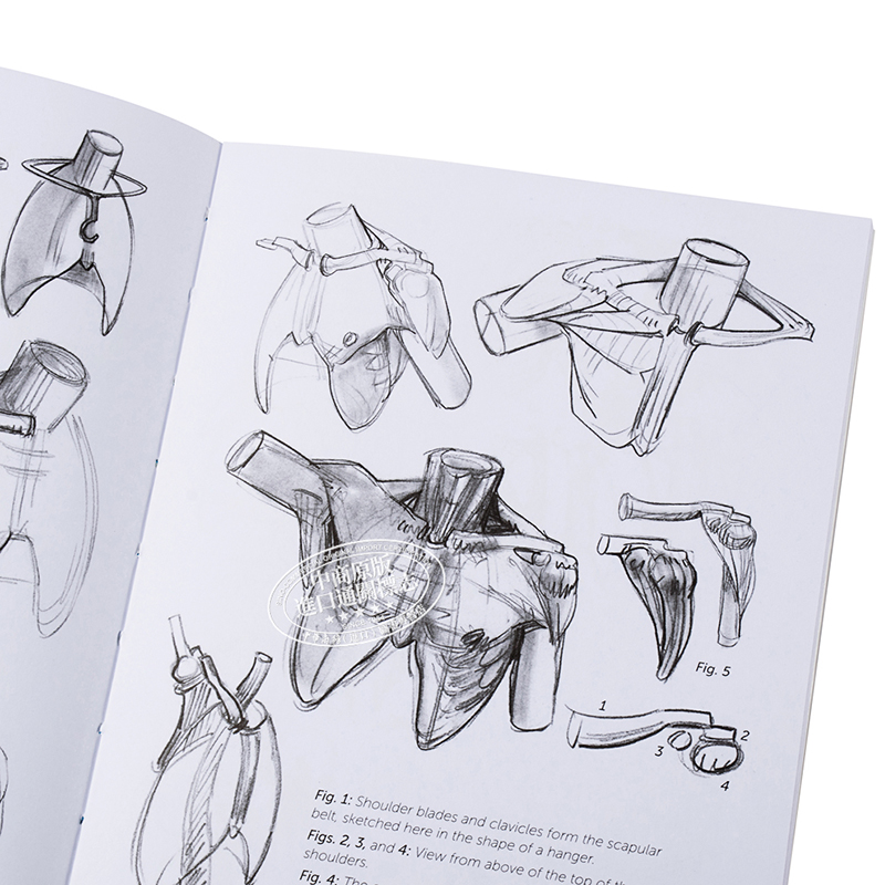 现货 Morpho: Skeleton and Bone Reference Points进口艺术骨骼绘制参考要点：艺术家的解剖学绘画技巧【中商原版】-图1