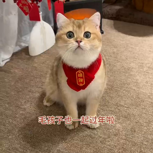 【中国风】猫咪狗宠物围脖针织保暖红色围巾 好寓意创意手工围脖 - 图1