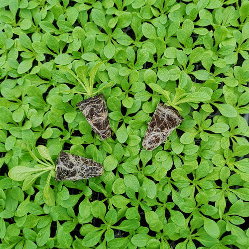 重瓣矮牵牛花苗泛美进口花期长四季好养易活易爆盆阳台庭院花卉 - 图1