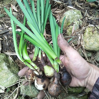 野彼岸花红花石蒜舍子花曼陀罗蟑螂花老鸦蒜龙爪花蒜头草珠沙华 虎窝淘