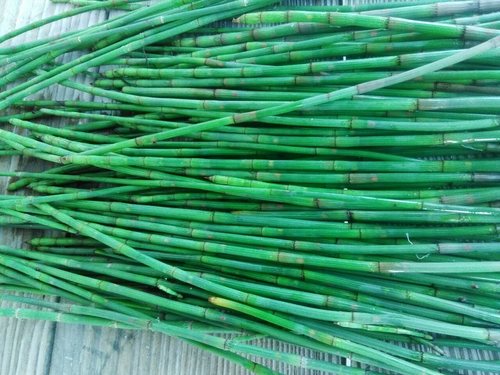 野生新鲜节节草500g包邮木贼草祛火茶锁眉草笔杆中草药现采 - 图0