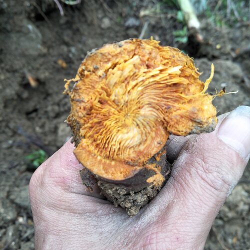 野生新鲜虎杖根500g中草药土大黄大接骨酸筒杆斑杖根黄地榆花斑竹 - 图1