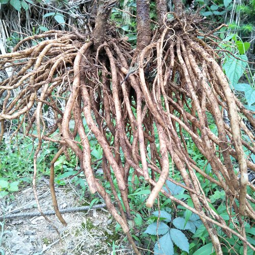 野生中草药正宗多须公新鲜华泽兰500g广东土牛膝生大泽兰六月雪根 - 图2