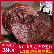 Lingzhi Changbai Mountain Lucid Lucid Deep Mountain Whole Branches Purple Lingzhi Northeast Teryield Natural Semi-wild Purple Cheese Soak in Rinzhi