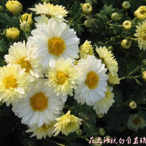 健康菊花茶新花正宗桐乡产杭白菊花朵胎菊菊花茶250g500g朵杭菊茶 - 图1