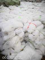 Sea Cucumber Nursery web sheet Network sheet Seedling Net Sheet Netting sea cucumber Seedling Net Furniture Nursery web sheet netting hanger