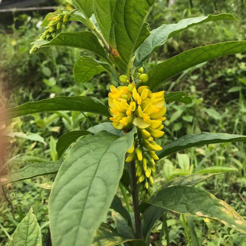 黄花倒水莲苗原生名贵中药材倒吊黄花苗观音串黄花大远志花卉包邮