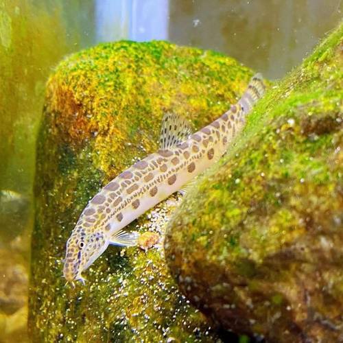 中华花鳅原生鱼冷水清洁鱼清道夫冷水鱼洗沙器清理底沙鱼便好养耐 - 图1