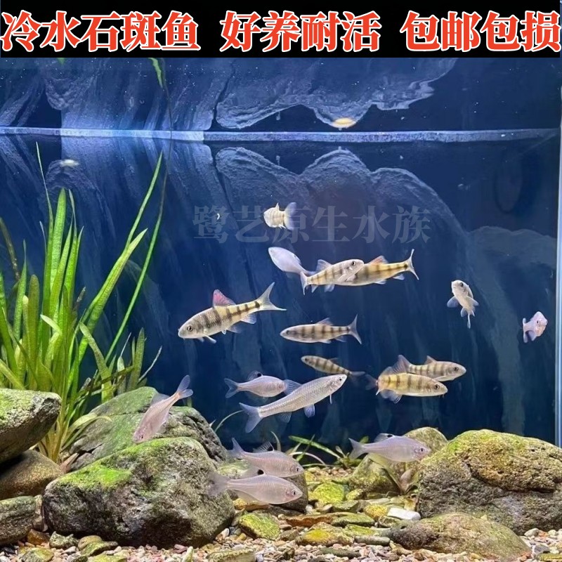 好养冷水原生观赏鱼小型淡水溪流石斑光唇鱼鳑鲏鱼活体群游中底层 - 图0