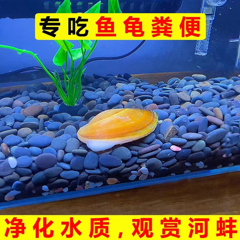 专吃鱼屎粪便黄金小河蚌河蚬淡净水观赏螺活田螺黑壳虾贝壳苗活体 - 图1