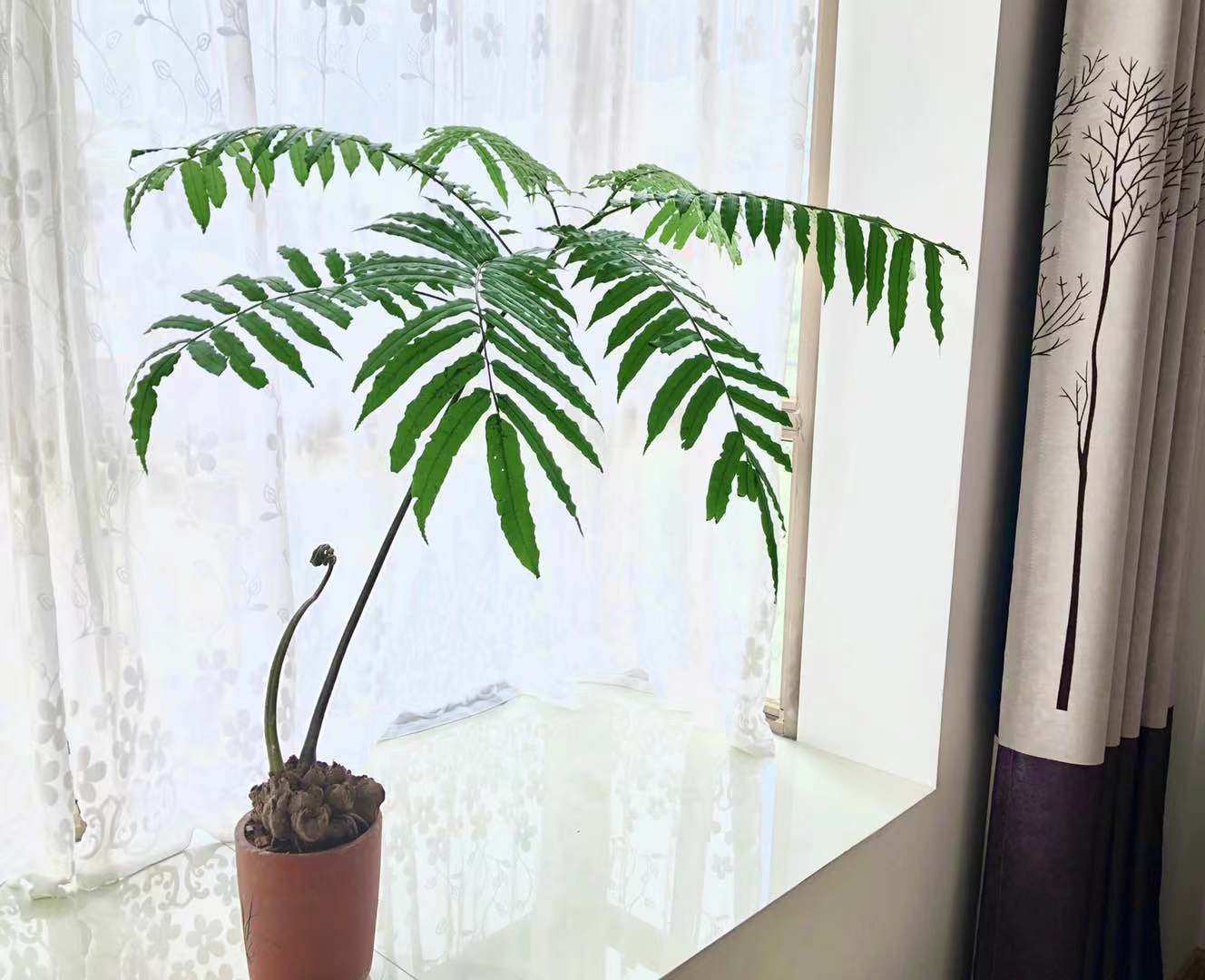 马蹄蕨大型蕨类植物观音莲座蕨盆景观叶植物室内盆栽网