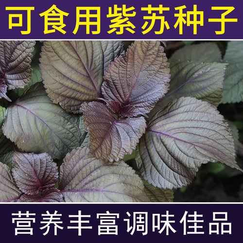 蔬菜种子阳台四季种菜种籽小白菜生菜香菜菠菜荆芥油麦菜芹菜茴香 - 图0