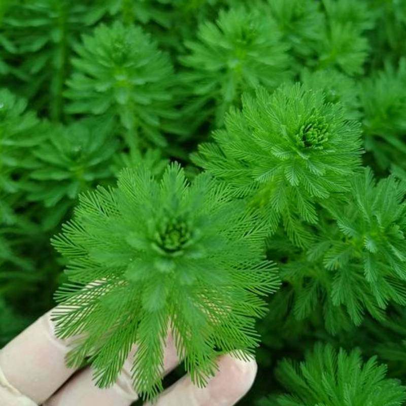 狐尾藻鱼缸造景植物净化水质养殖水培小龙虾水草淡水盆栽狐尾草,淘宝优惠券,粉丝福利购,淘宝优惠卷