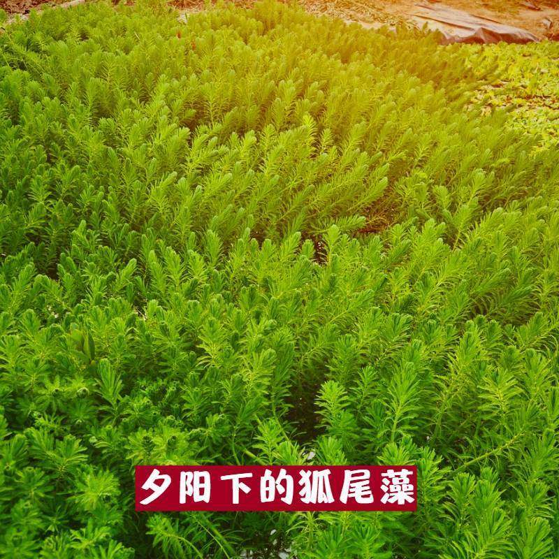 狐尾藻鱼缸造景植物净化水质养殖水培小龙虾水草淡水盆栽狐尾草,淘宝优惠券,粉丝福利购,淘宝优惠卷