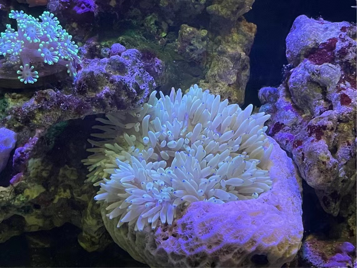 水族纯天然珊瑚海水缸观赏红绿奶嘴地毯海葵窝防逃跑窝小丑鱼躲避 - 图3