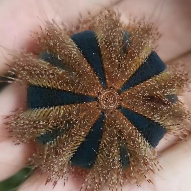 蓝礼服海胆彩色海胆短刺海胆活体海水鱼缸除藻生物去红泥包活-图1