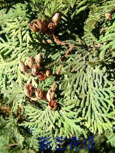 绿化苗四季常青行道灌木松柏侧柏扁柏侧柏树苗香柏可以嫁接龙柏 - 图0