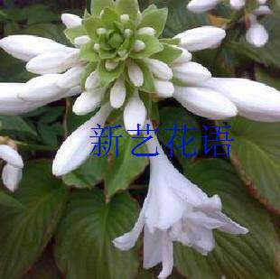 庭院地被植物花坛绿化室内盆栽地栽白玉簪花紫玉簪花既观叶又观花 - 图2
