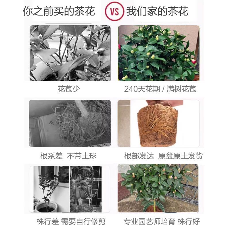 永福花乡园艺 山茶花 十八学士白山茶花 十八学士茶花带花苞 名贵 - 图0