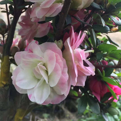 永福花乡园艺 皋月杜鹃 娟之舞杜鹃花 鹃之舞杜鹃 夏娟 碧空 五 - 图2