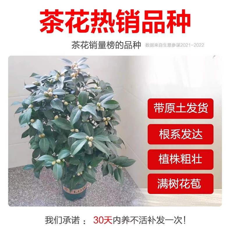 永福花乡园艺 正黄旗茶花 茶花树苗 黄色的茶花 - 图2