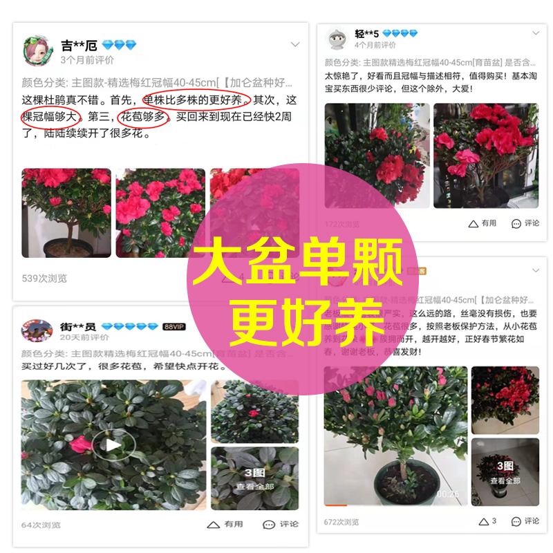 永福花乡园艺 杜鹃花盆栽四季开花老桩 大颗大盆花卉杜鹃花大盆栽