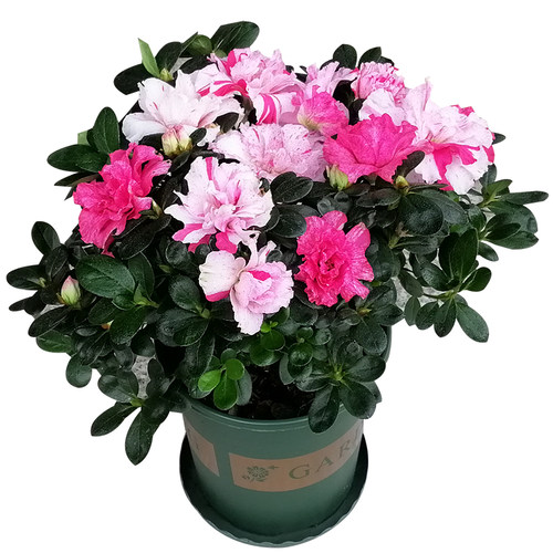 永福花乡园艺 皋月杜鹃 娟之舞杜鹃花 鹃之舞杜鹃 夏娟 碧空 五 - 图3