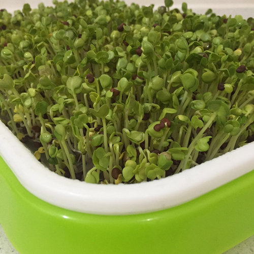 芽苗菜白萝卜纸上种菜红杆萝卜水萝卜水培蔬菜无土栽培阳台菜包邮 - 图2