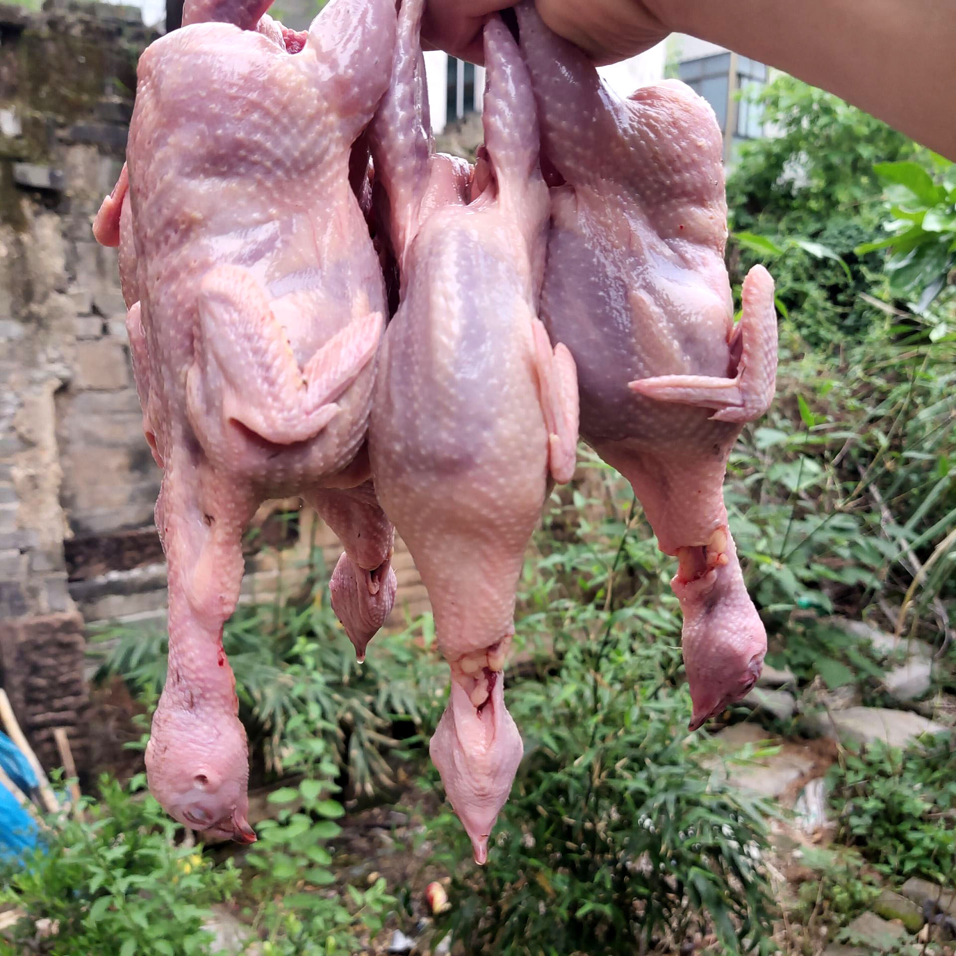 Free range quails are killed, eviscerated and bled.