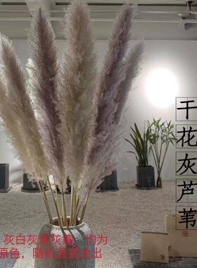 芦苇干花蒲苇大穗干花