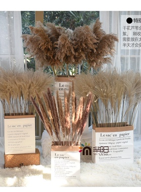 ins风干花花束家居摆设客厅摆件网红装饰品芦苇干花兔尾草永生花