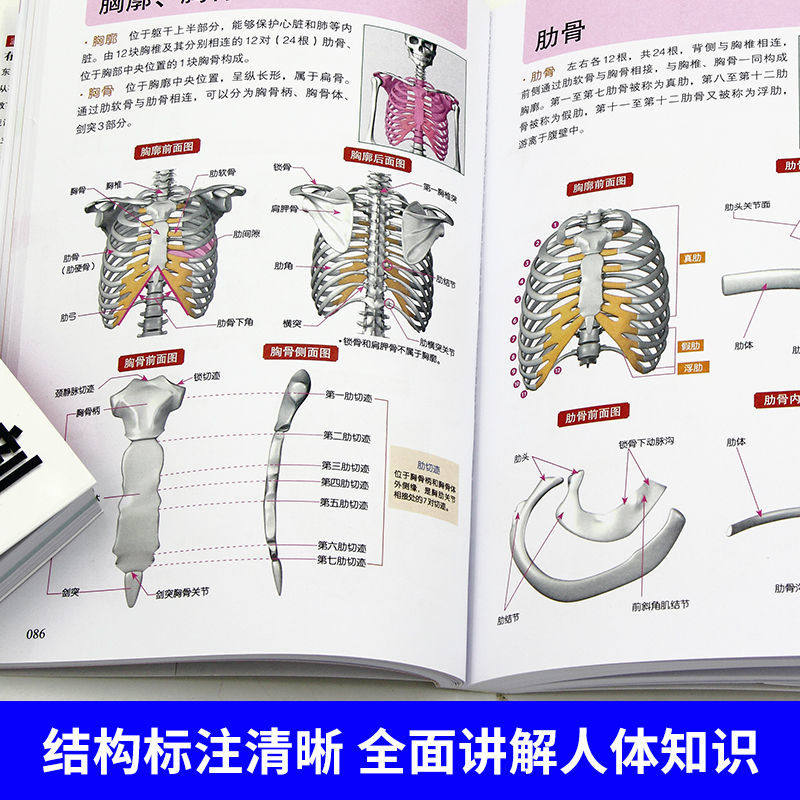 正版全新3D人体解剖图人体肌肉解剖运动解剖学断层局部解剖学图谱解剖书教材卫生解剖生理学专业基础医学书医学图谱3d人体解刨图_虎窝淘