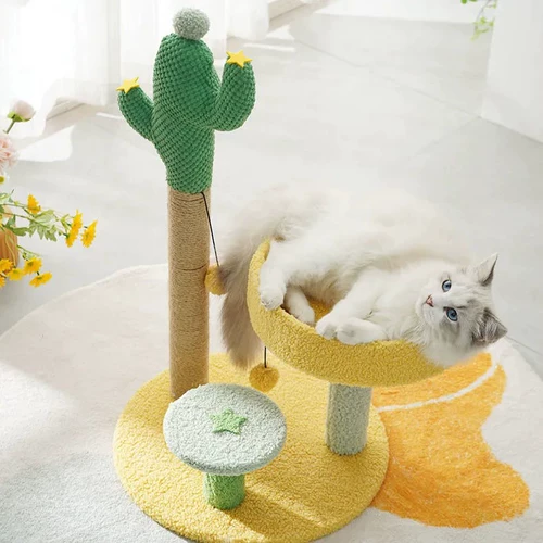 Фея пальмовая кошка схватила раму для скалолаза