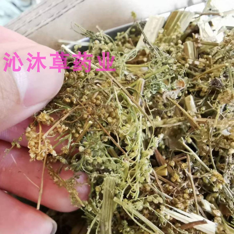 黄花蒿中草药秋蒿臭蒿青蒿素香蒿秋季采收新鲜干货可磨粉非青蒿-图0