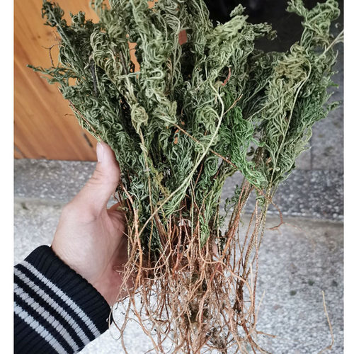 正宗石上柏中草药深绿卷柏中药材地侧柏广西红根梗地柏草新鲜干货 - 图2