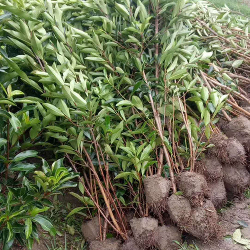 武汉裕康园林 植树节 法国冬青树苗 珊瑚树苗篱笆 法青围栏绿篱 - 图1