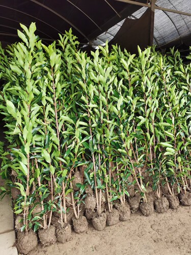 武汉裕康园林 植树节 法国冬青树苗 珊瑚树苗篱笆 法青围栏绿篱 - 图2