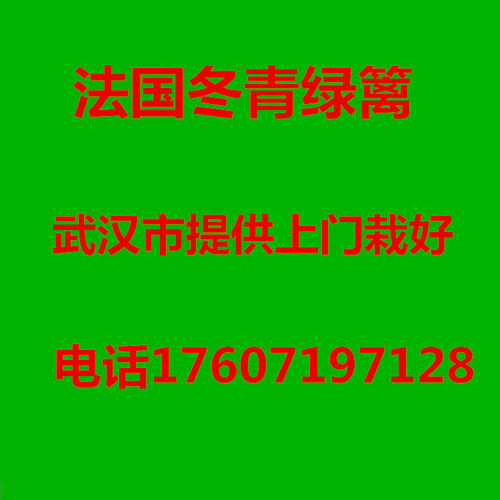 武汉裕康园林 植树节 法国冬青树苗 珊瑚树苗篱笆 法青围栏绿篱 - 图3