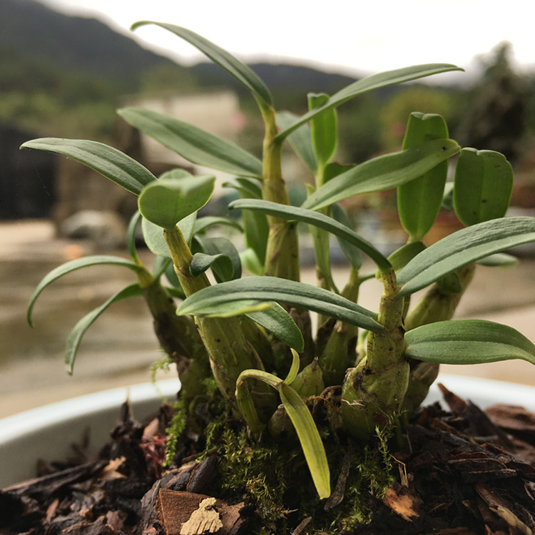 正宗霍山石斛苗米斛苗非铁皮矮胖多肉绿植兰花盆栽盆景霍山米斛苗