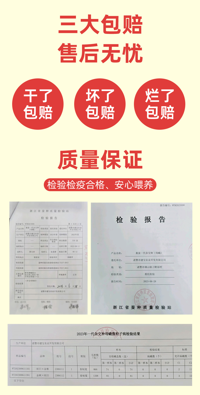 蚕宝宝活体蚕学生养蚕套装蚕卵蚕幼虫活物七彩金丝配新鲜桑叶包邮-图1