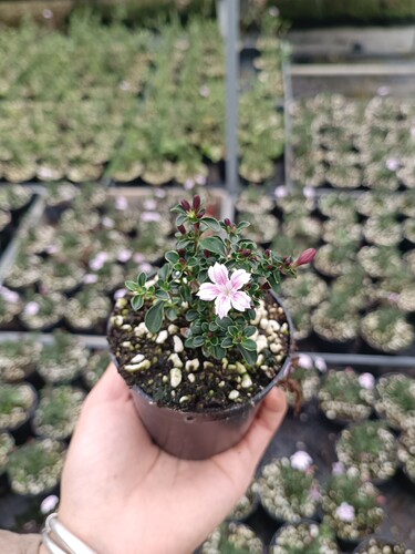 紫花六月雪盆景悬崖素材苗石来转运微型小盆栽绿植花卉红色 - 图1