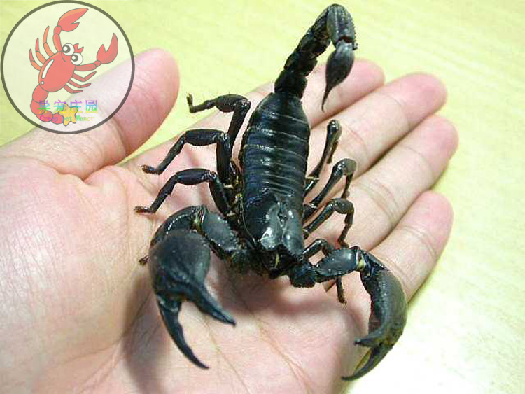 另类宠物亚洲雨林蝎温顺无毒可上手黑蝎子活体送饲养套餐-图2